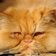 Illustration for article titled Mom looking to rent orange feline for Garfield-themed party might not know how cats workem/em